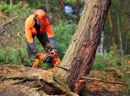 Best Seasonal Cleanup (Spring/Fall)  in Nevada City, CA