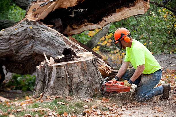 Best Lawn Maintenance Plans  in Nevada City, CA